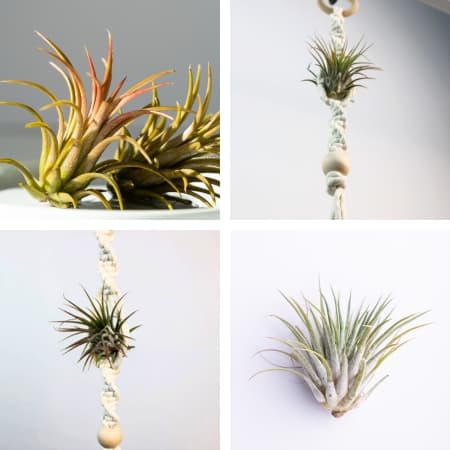 featured image for macrame air plant hangers