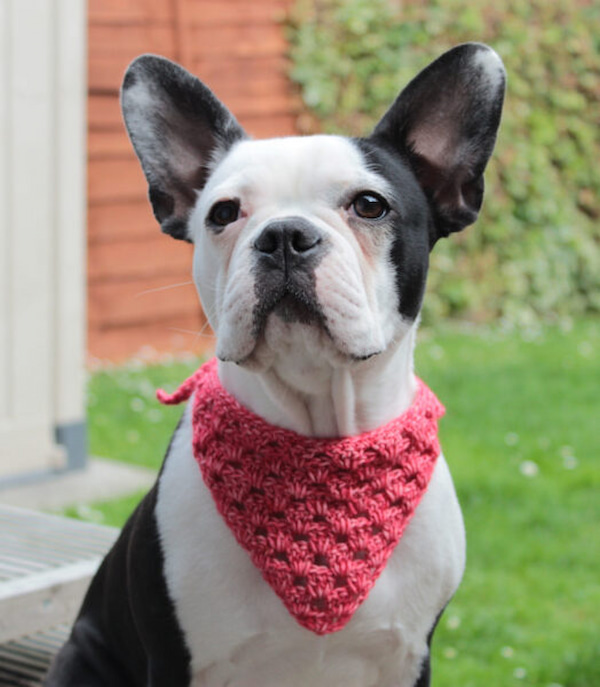 Black and white dog wearing a red crochet dog bandana - Crochet Dog Bandana Free Pattern – Roxy’s Bandana