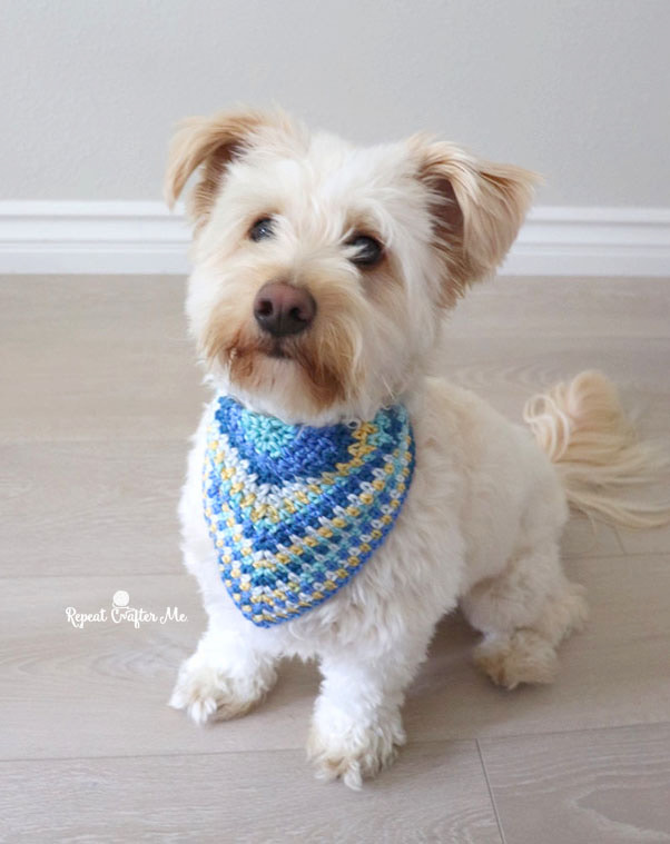 White dog wearing a blue and gold crochet dog bandana - DogBandana RepeatCrafterMe