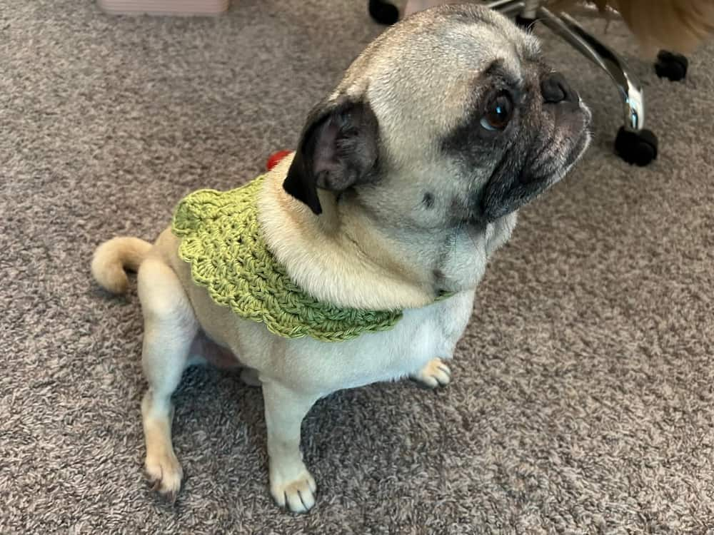 Daisy the pug wearing a green crochet dog bandana from Marching North 