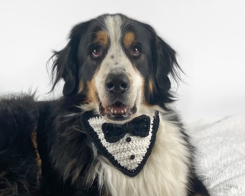 Black, brown and white dog wearing a black and white crochet dog bandana with a bowtie - Tuxedo Dog Bandana Crochet Pattern