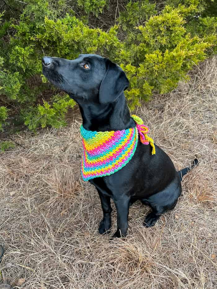 Black dog wearing a rainbow crochet bandana - how to crochet a dog bandana by okiegirlblingnthings