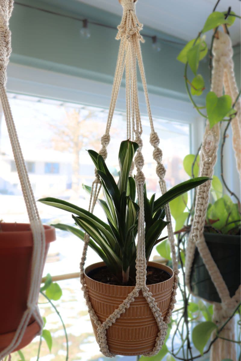 finished no tassel macrame plant hanger