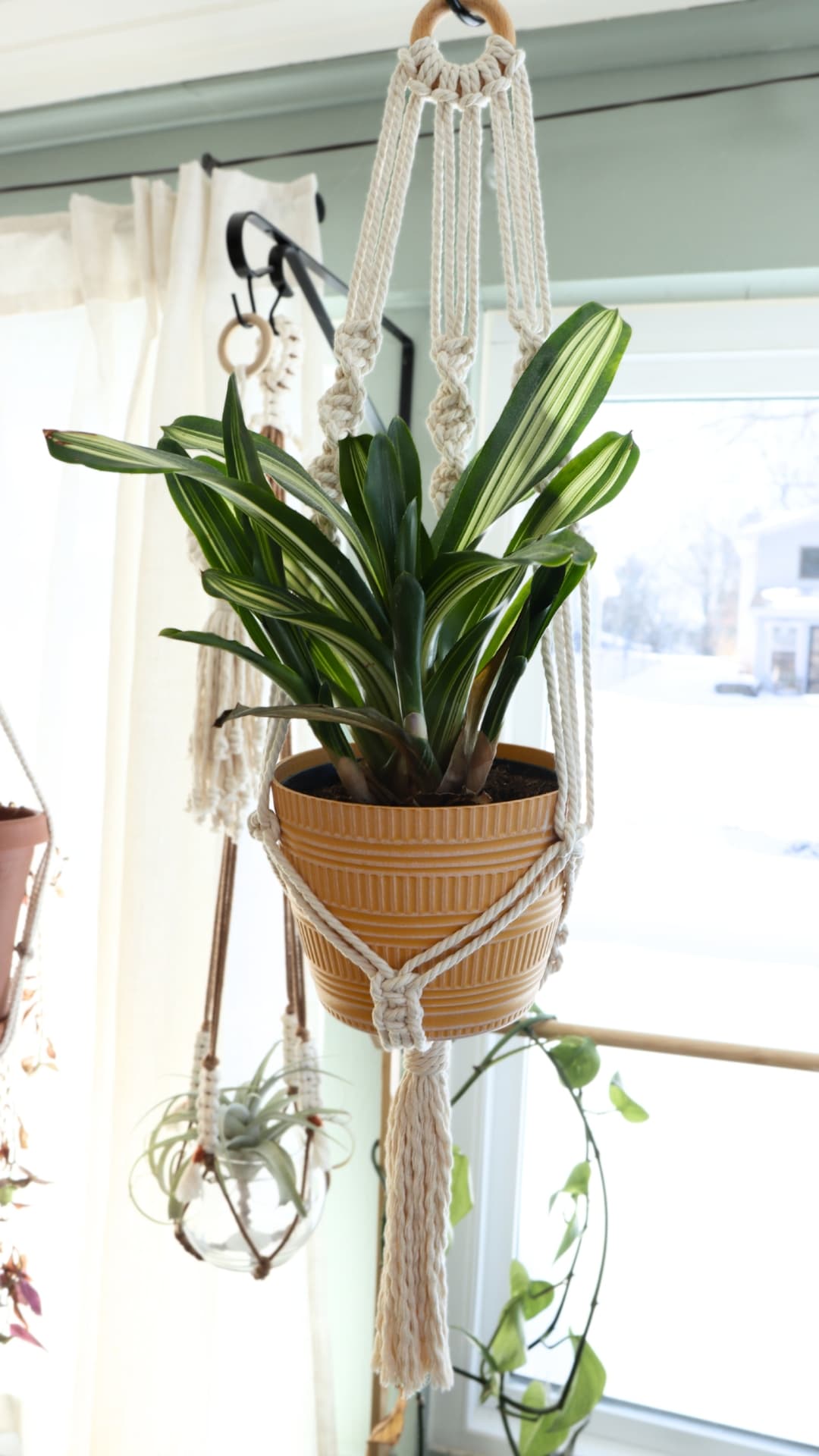 macrame plant hanger Pinterest pin